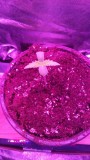 SEEDLING WEEK 1