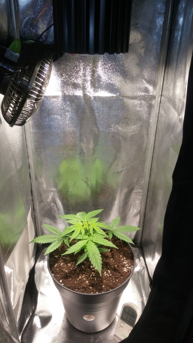 WEEK 1 GROW