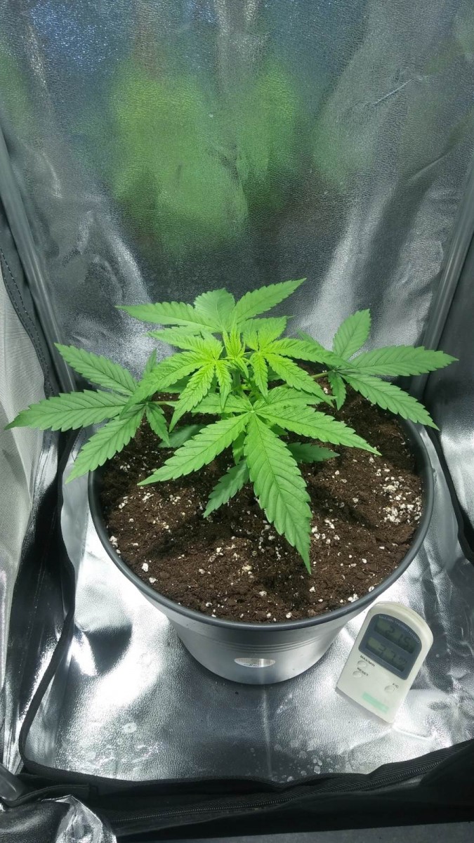 WEEK 1 GROW