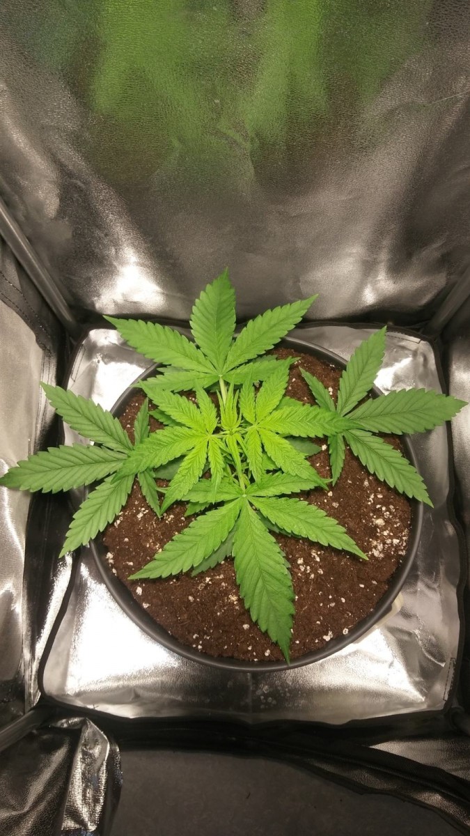 WEEK 1 GROW