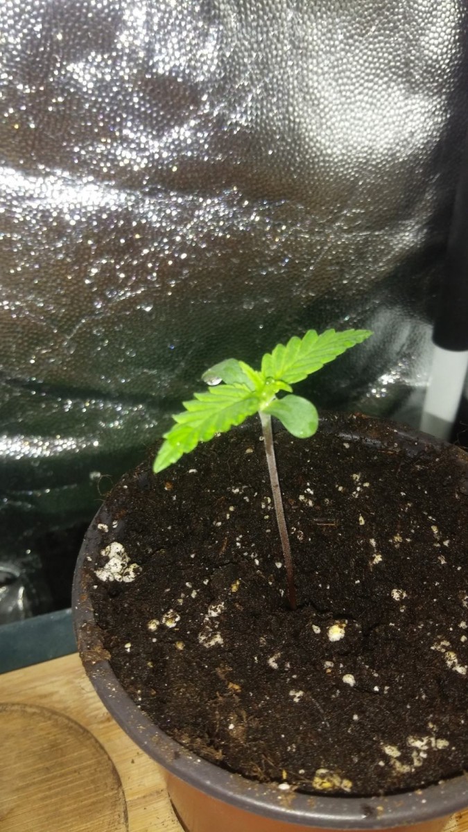 SEEDLING WEEK 1