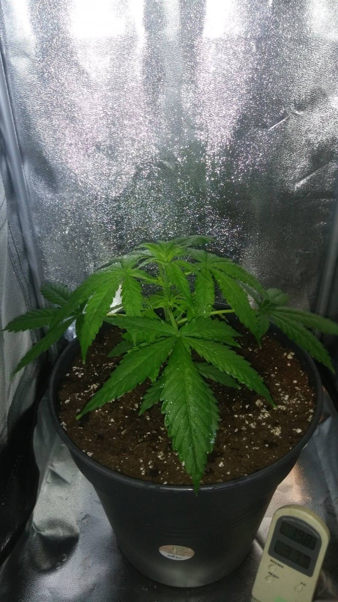 WEEK 1 GROW