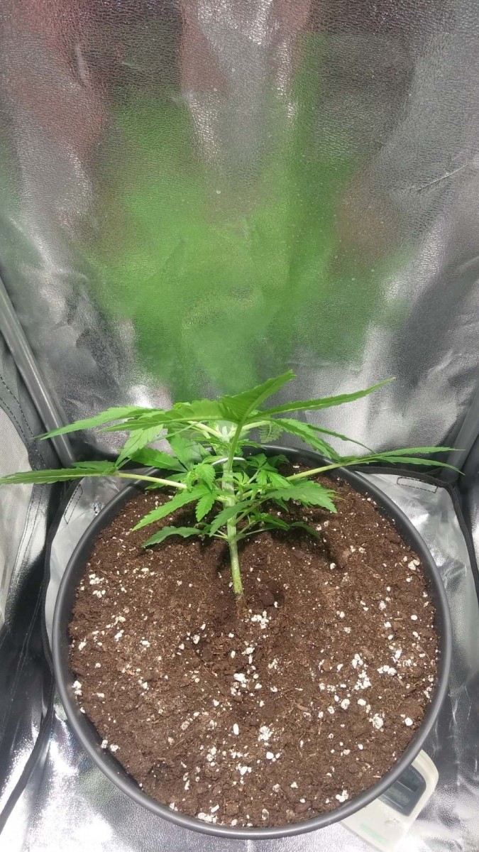 WEEK 2 GROW