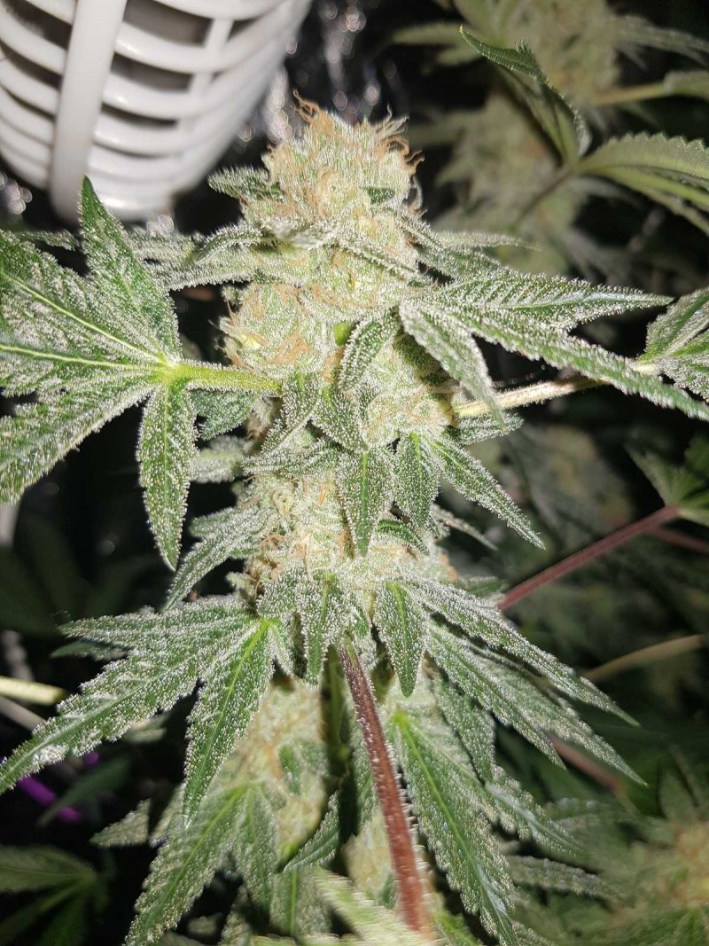 UGORG disco biscuits 54 days 12/12