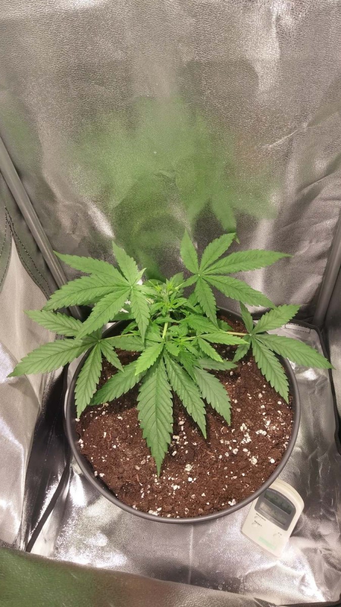 WEEK 2 GROW