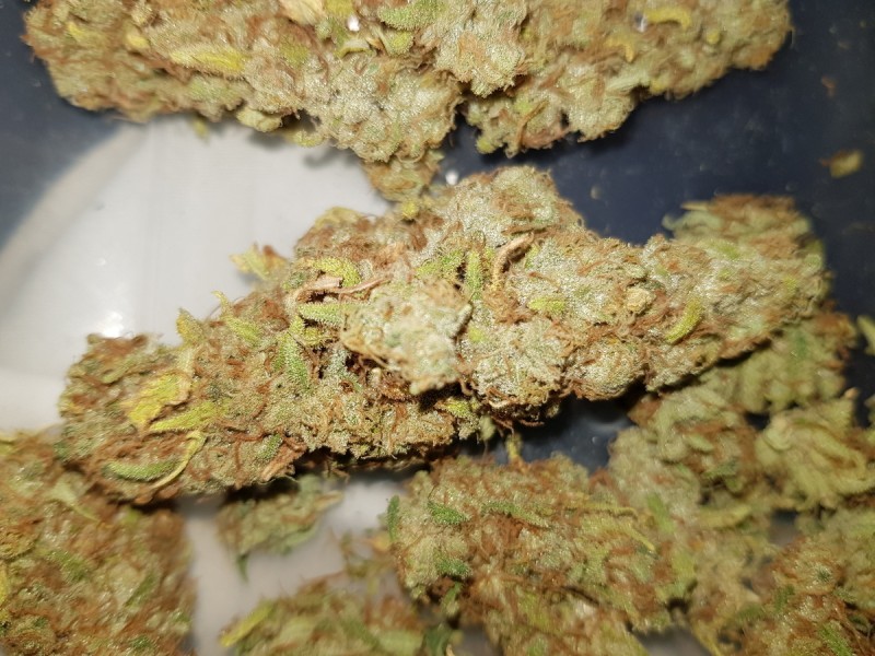 Agent Orange buds