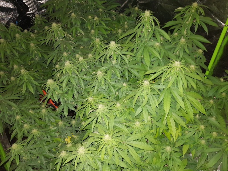 Agent Orange flower 19 days