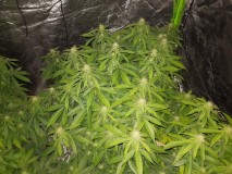 Agent Orange flower 19 days