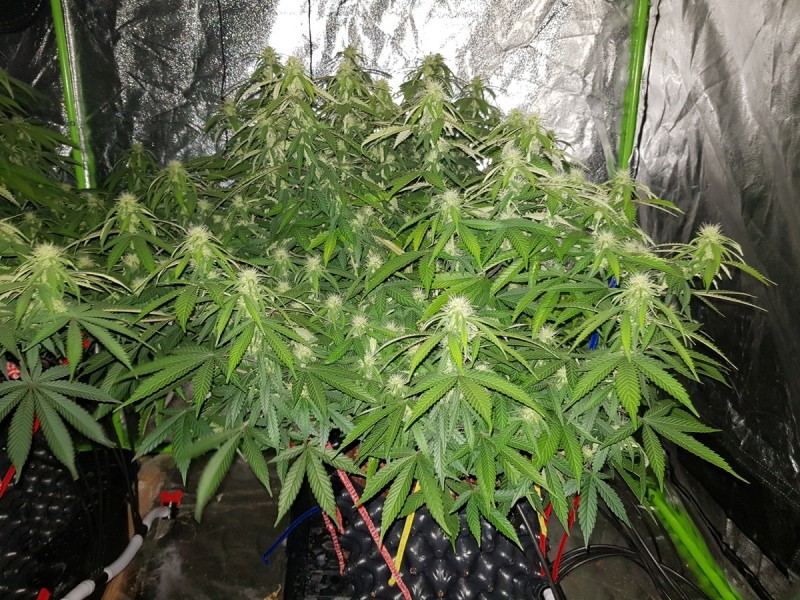 Agent Orange flower 19 days