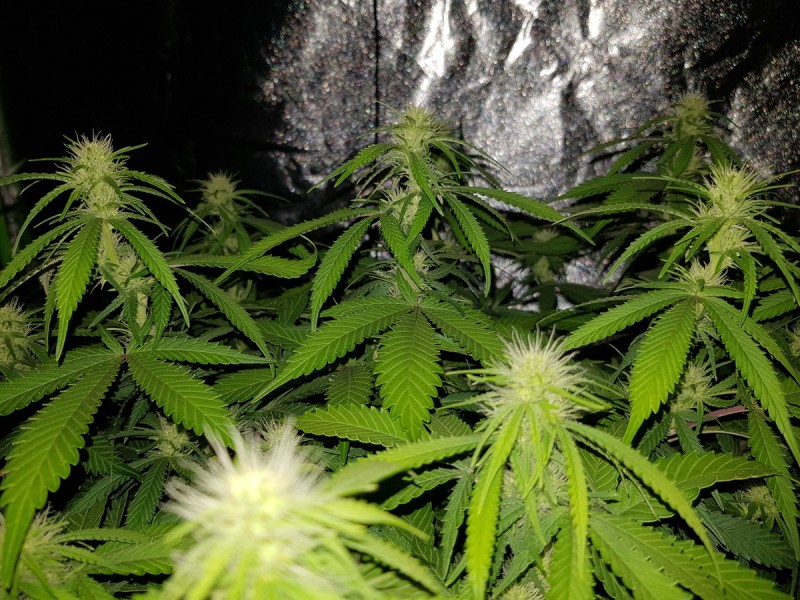 Agent Orange flower 19 days