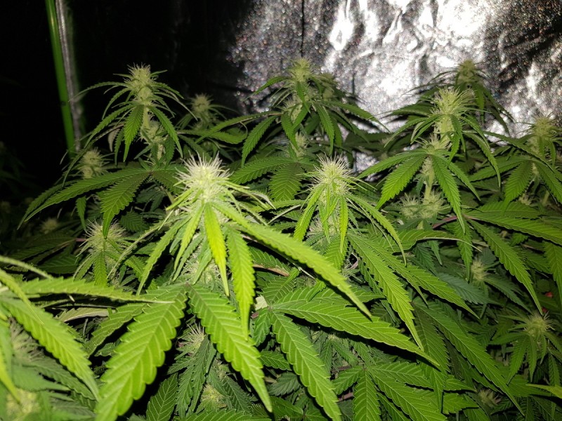 Agent Orange flower 19 days