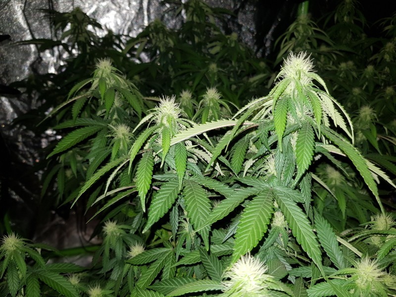 Agent Orange flower 19 days