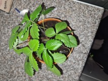 16673846922559013798482319383254