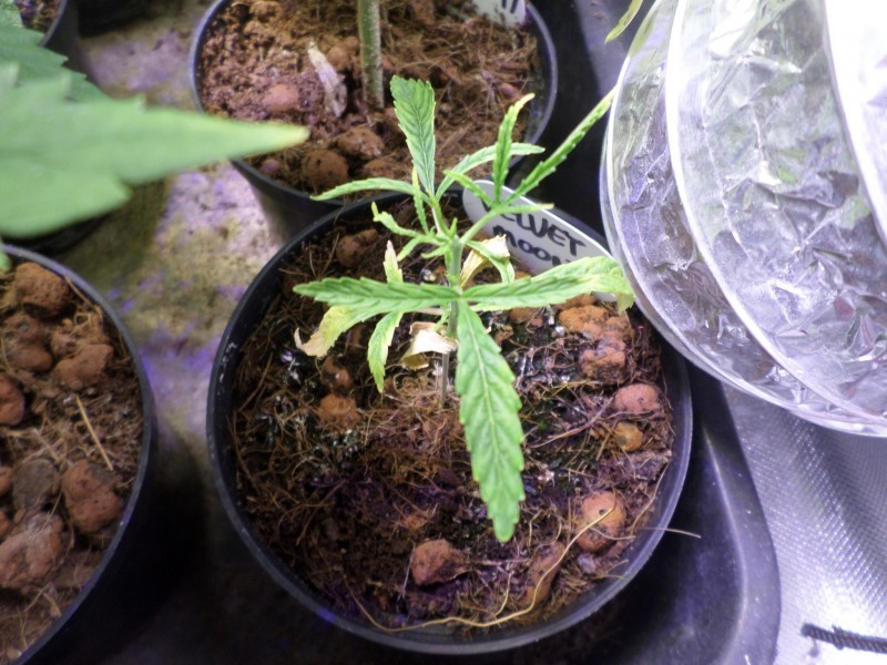 C55D10F7-2D4D-47A5-A91E-157E9002B95F