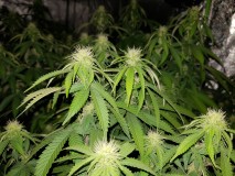 Agent Orange flower 19 days