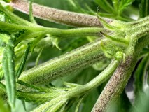 CED91C23-7F30-44E7-9985-F1D11D5062C7