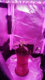 SEEDLING WEEK 2