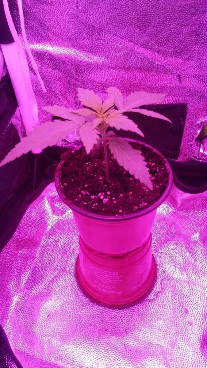 SEEDLING WEEK 2