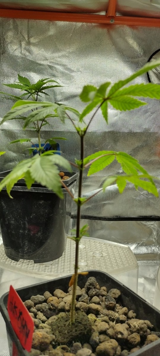 IMG_20221107_163737232_HDR