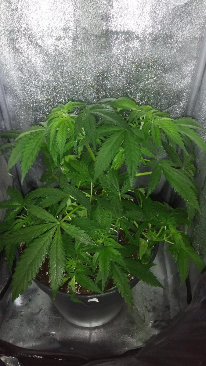 GROW WEEK 4