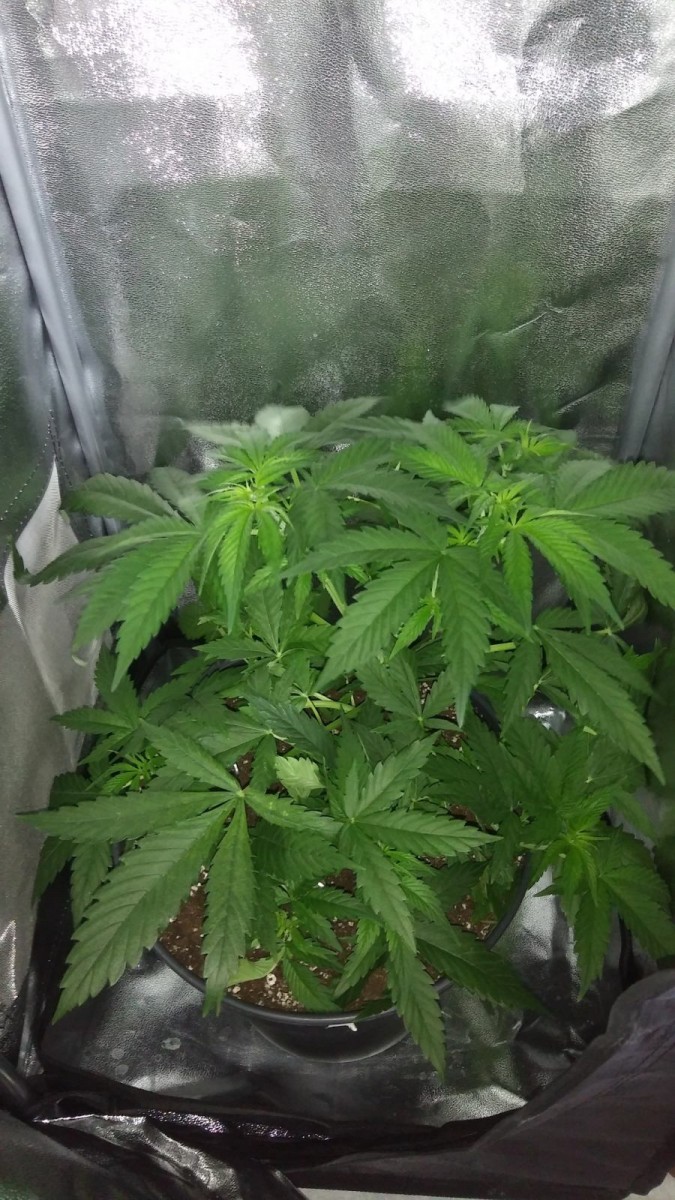 GROW WEEK 4