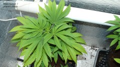 drobes and plants 10 11 22 001