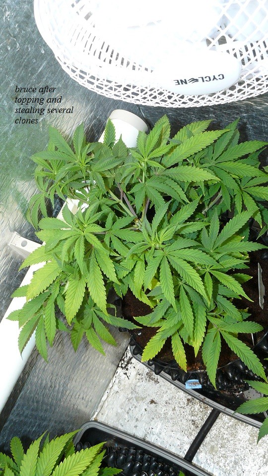 drobes and plants 10 11 22 003