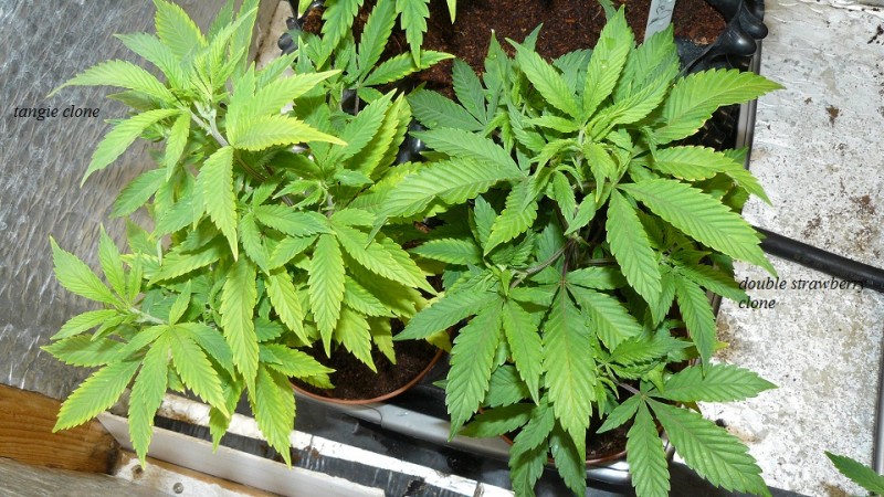 drobes and plants 10 11 22 005