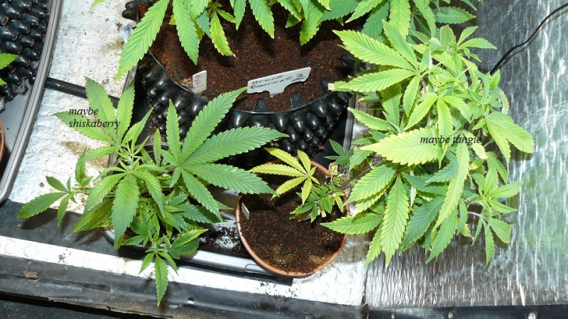 drobes and plants 10 11 22 006