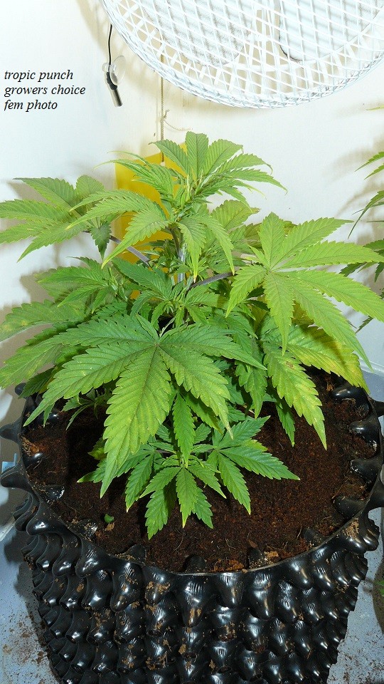 drobes and plants 10 11 22 009