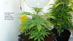 drobes and plants 10 11 22 010