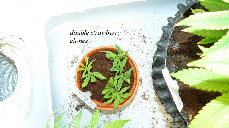 drobes and plants 10 11 22 015