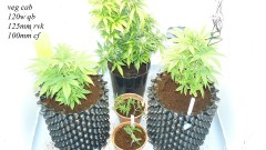 drobes and plants 10 11 22 018