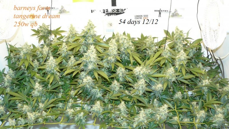 drobes and plants 10 11 22 021