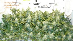 drobes and plants 10 11 22 021