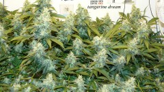 drobes and plants 10 11 22 023