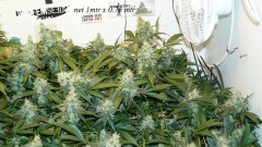 drobes and plants 10 11 22 024