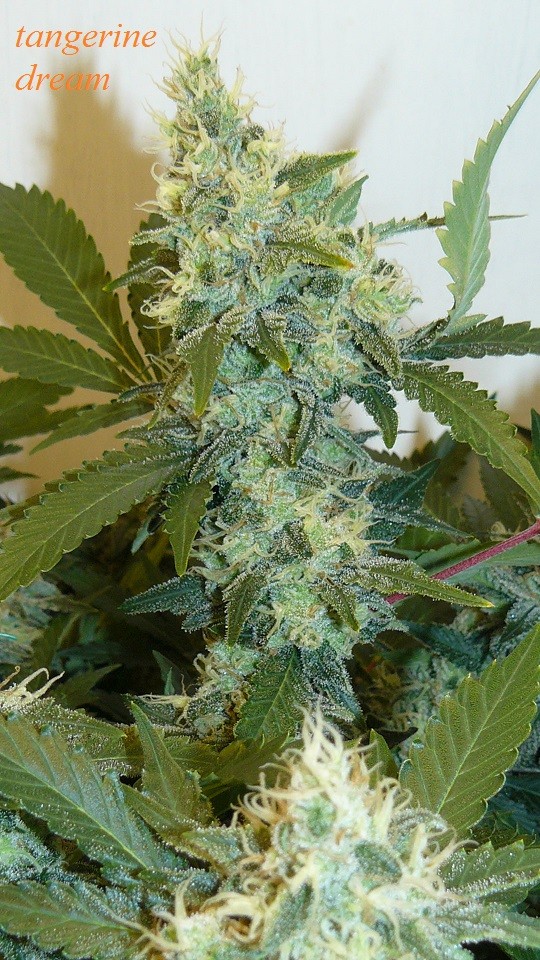 drobes and plants 10 11 22 028