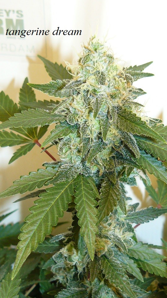 drobes and plants 10 11 22 029