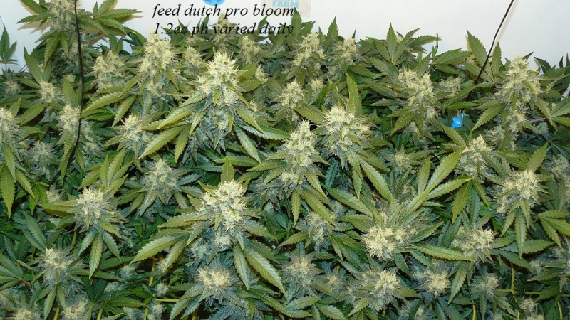 drobes and plants 10 11 22 032