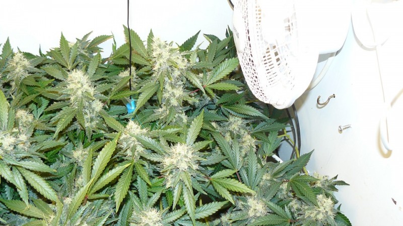 drobes and plants 10 11 22 033