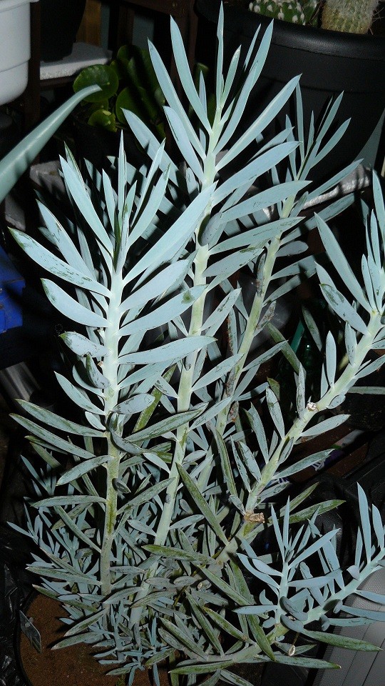 drobes and plants 10 11 22 040