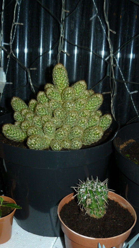 drobes and plants 10 11 22 042