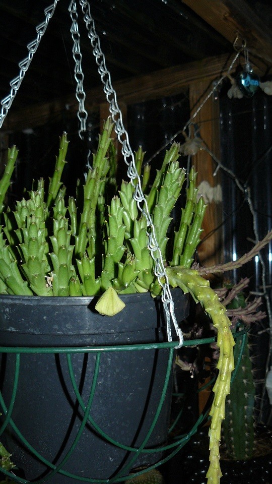 drobes and plants 10 11 22 043