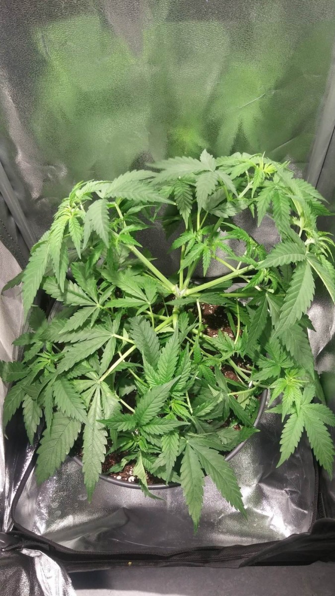 GROW WEEK 4