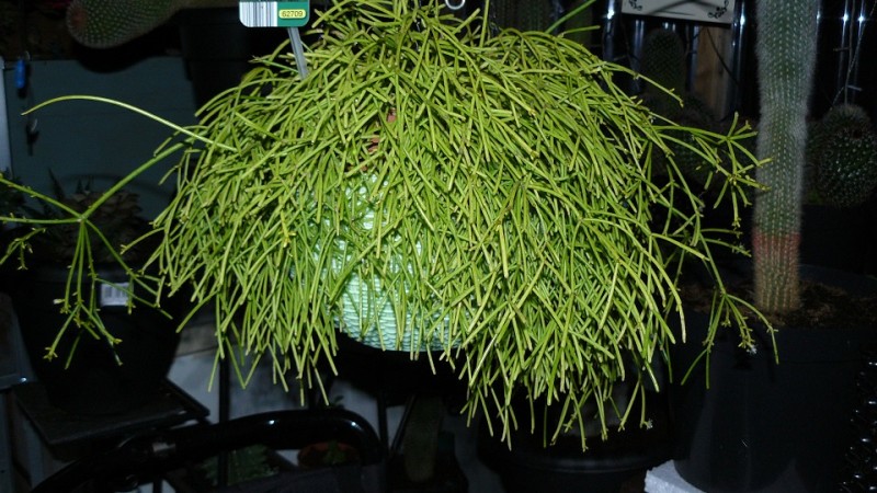 drobes and plants 10 11 22 044