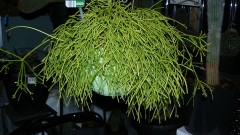 drobes and plants 10 11 22 044