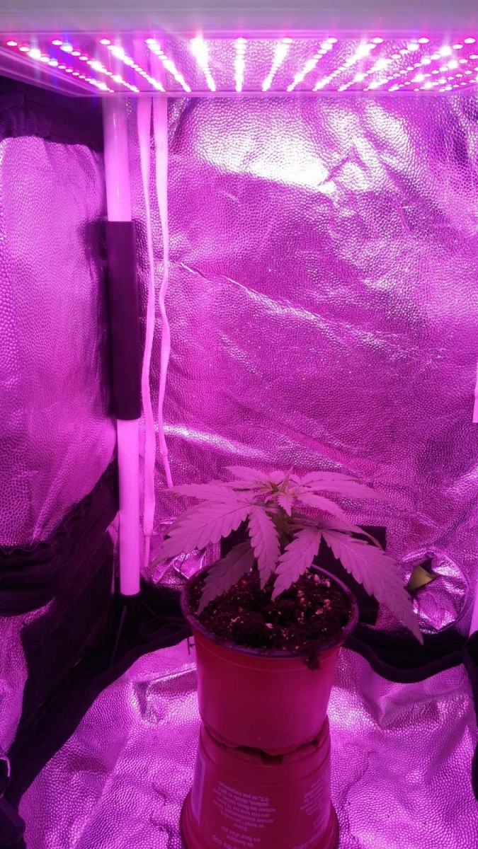 SEEDLING WEEK 3