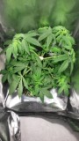 GROW WEEK 4