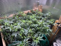 D21EE155-F0FF-4B05-A0A0-1596F79AFF5E